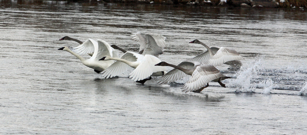 Tundra Swans take Flight