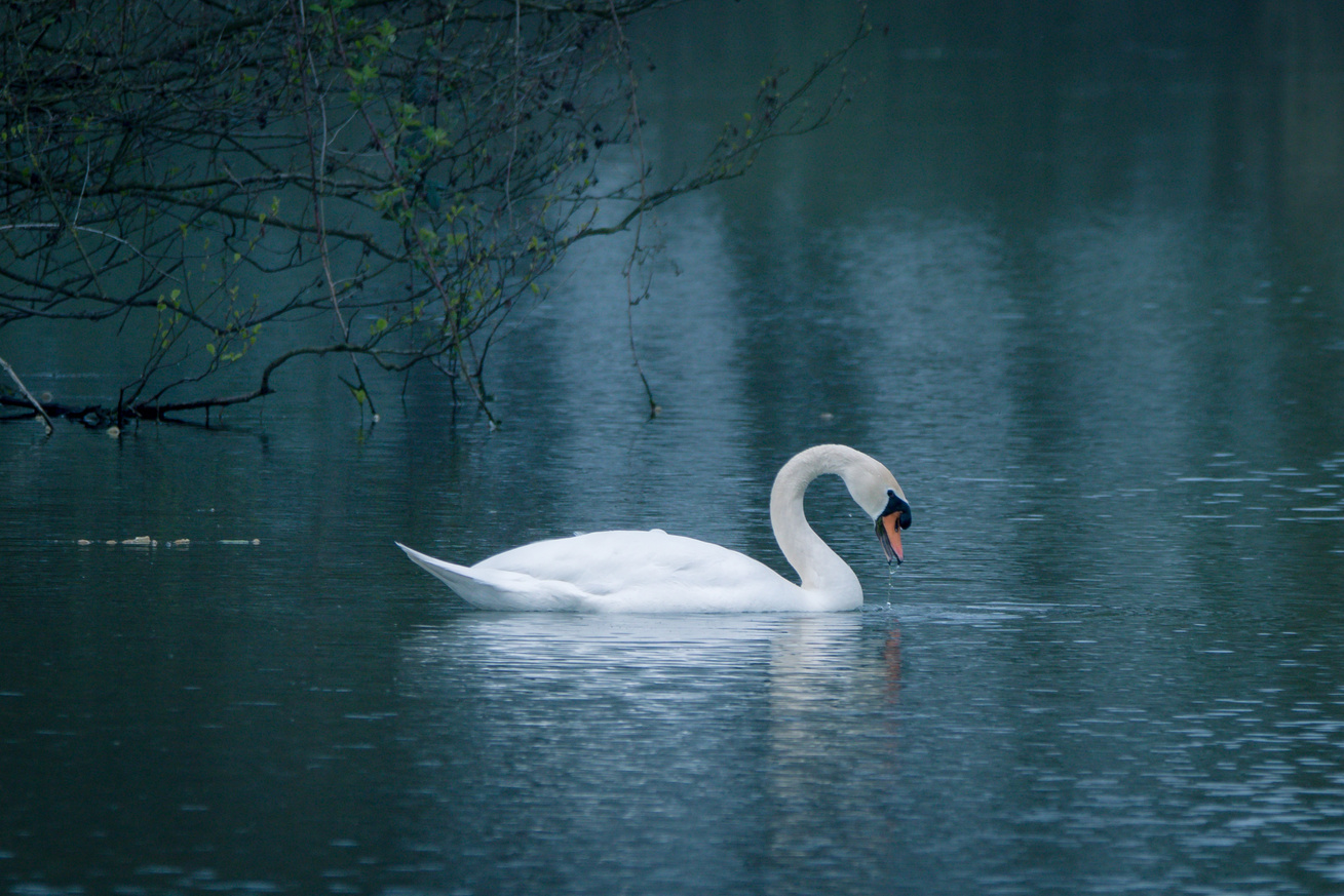 A Swan in a Pond
